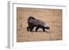 Ratel, or Honey Badger-DLILLC-Framed Photographic Print