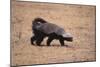 Ratel, or Honey Badger-DLILLC-Mounted Photographic Print