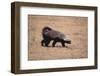 Ratel, or Honey Badger-DLILLC-Framed Photographic Print