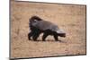 Ratel, or Honey Badger-DLILLC-Mounted Photographic Print