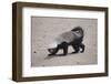 Ratel, or Honey Badger-DLILLC-Framed Photographic Print