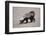 Ratel, or Honey Badger-DLILLC-Framed Photographic Print