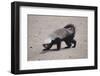 Ratel, or Honey Badger-DLILLC-Framed Photographic Print