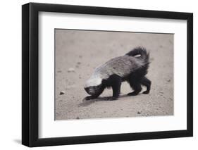 Ratel, or Honey Badger-DLILLC-Framed Photographic Print