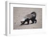 Ratel, or Honey Badger-DLILLC-Framed Photographic Print