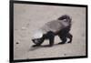 Ratel, or Honey Badger-DLILLC-Framed Photographic Print