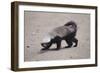 Ratel, or Honey Badger-DLILLC-Framed Photographic Print