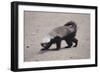 Ratel, or Honey Badger-DLILLC-Framed Photographic Print