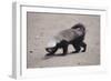 Ratel, or Honey Badger-DLILLC-Framed Photographic Print