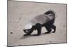 Ratel, or Honey Badger-DLILLC-Mounted Photographic Print