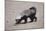 Ratel, or Honey Badger-DLILLC-Mounted Photographic Print