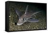 Ratfish - Ghost Shark (Chimaera Monstrosa) on Fjord Bed, Trondheimsfjorden, Norway, November 2006-Lundgren-Framed Stretched Canvas