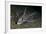 Ratfish - Ghost Shark (Chimaera Monstrosa) on Fjord Bed, Trondheimsfjorden, Norway, November 2006-Lundgren-Framed Photographic Print