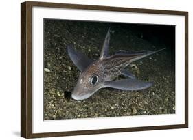 Ratfish - Ghost Shark (Chimaera Monstrosa) on Fjord Bed, Trondheimsfjorden, Norway, November 2006-Lundgren-Framed Photographic Print