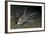 Ratfish - Ghost Shark (Chimaera Monstrosa) on Fjord Bed, Trondheimsfjorden, Norway, November 2006-Lundgren-Framed Photographic Print