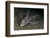 Ratfish - Ghost Shark (Chimaera Monstrosa) on Fjord Bed, Trondheimsfjorden, Norway, November 2006-Lundgren-Framed Photographic Print