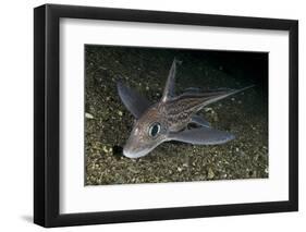 Ratfish - Ghost Shark (Chimaera Monstrosa) on Fjord Bed, Trondheimsfjorden, Norway, November 2006-Lundgren-Framed Photographic Print