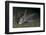 Ratfish - Ghost Shark (Chimaera Monstrosa) on Fjord Bed, Trondheimsfjorden, Norway, November 2006-Lundgren-Framed Photographic Print