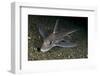 Ratfish - Ghost Shark (Chimaera Monstrosa) on Fjord Bed, Trondheimsfjorden, Norway, November 2006-Lundgren-Framed Photographic Print