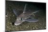 Ratfish - Ghost Shark (Chimaera Monstrosa) on Fjord Bed, Trondheimsfjorden, Norway, November 2006-Lundgren-Mounted Photographic Print