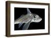 Ratfish - Ghost Shark (Chimaera Monstrosa) Portrait, Trondheimsfjorden, Norway, November 2006-Lundgren-Framed Photographic Print