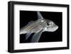 Ratfish - Ghost Shark (Chimaera Monstrosa) Portrait, Trondheimsfjorden, Norway, November 2006-Lundgren-Framed Photographic Print