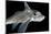 Ratfish - Ghost Shark (Chimaera Monstrosa) Portrait, Trondheimsfjorden, Norway, November 2006-Lundgren-Mounted Photographic Print