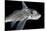 Ratfish - Ghost Shark (Chimaera Monstrosa) Portrait, Trondheimsfjorden, Norway, November 2006-Lundgren-Stretched Canvas