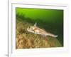 Ratfish, Hydrolagus colliei, Foggy Bay, Alaska, Inside Passage-Stuart Westmorland-Framed Photographic Print