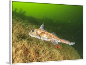Ratfish, Hydrolagus colliei, Foggy Bay, Alaska, Inside Passage-Stuart Westmorland-Framed Photographic Print
