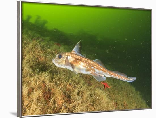 Ratfish, Hydrolagus colliei, Foggy Bay, Alaska, Inside Passage-Stuart Westmorland-Framed Photographic Print