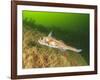 Ratfish, Hydrolagus colliei, Foggy Bay, Alaska, Inside Passage-Stuart Westmorland-Framed Photographic Print