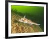 Ratfish, Hydrolagus colliei, Foggy Bay, Alaska, Inside Passage-Stuart Westmorland-Framed Photographic Print