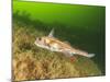 Ratfish, Hydrolagus colliei, Foggy Bay, Alaska, Inside Passage-Stuart Westmorland-Mounted Photographic Print