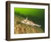 Ratfish, Hydrolagus colliei, Foggy Bay, Alaska, Inside Passage-Stuart Westmorland-Framed Photographic Print