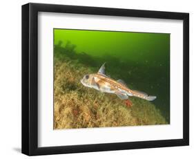 Ratfish, Hydrolagus colliei, Foggy Bay, Alaska, Inside Passage-Stuart Westmorland-Framed Photographic Print