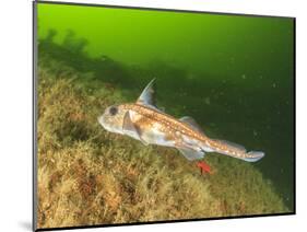 Ratfish, Hydrolagus colliei, Foggy Bay, Alaska, Inside Passage-Stuart Westmorland-Mounted Photographic Print