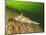 Ratfish, Hydrolagus colliei, Foggy Bay, Alaska, Inside Passage-Stuart Westmorland-Mounted Photographic Print