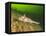 Ratfish, Hydrolagus colliei, Foggy Bay, Alaska, Inside Passage-Stuart Westmorland-Framed Stretched Canvas