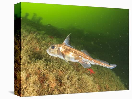 Ratfish, Hydrolagus colliei, Foggy Bay, Alaska, Inside Passage-Stuart Westmorland-Stretched Canvas