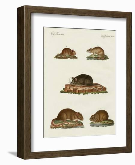 Rats and Mice-null-Framed Giclee Print