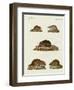 Rats and Mice-null-Framed Giclee Print