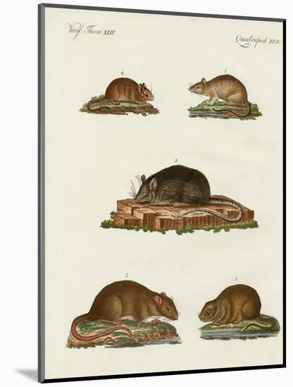 Rats and Mice-null-Mounted Giclee Print