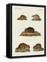 Rats and Mice-null-Framed Stretched Canvas