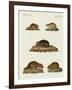 Rats and Mice-null-Framed Giclee Print