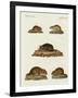 Rats and Mice-null-Framed Giclee Print