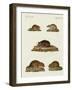 Rats and Mice-null-Framed Giclee Print