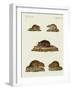 Rats and Mice-null-Framed Giclee Print