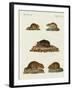 Rats and Mice-null-Framed Giclee Print