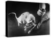 Rats Suffering from Radiation Sickness Being Experimented on for Research-null-Stretched Canvas